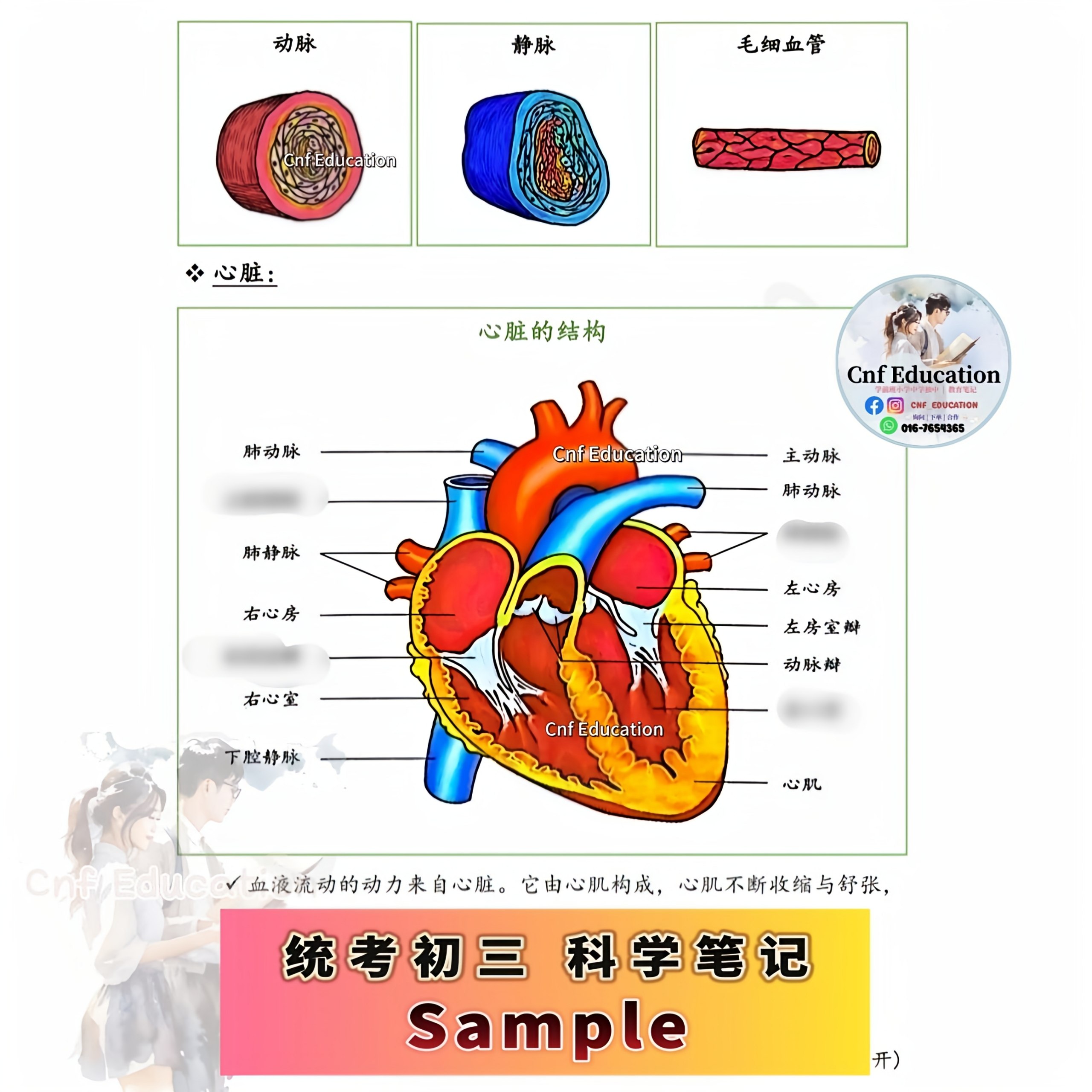 YC03 统考UEC中文版 | 初三科学笔记 (上下两册)